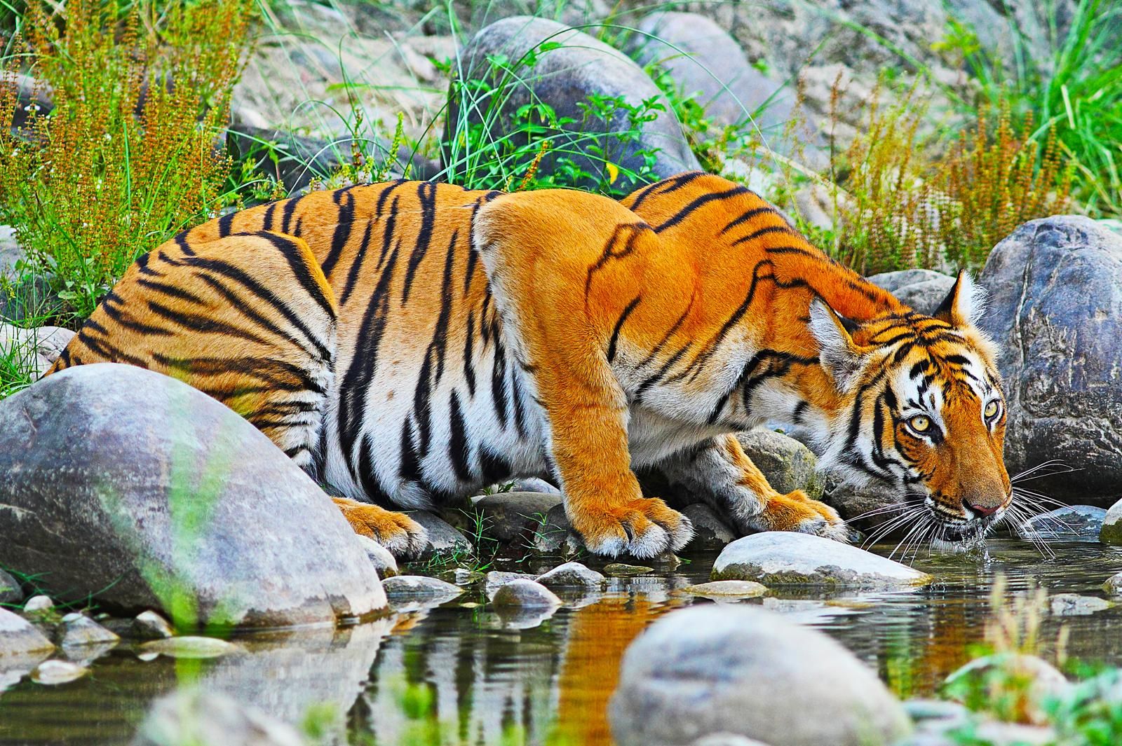 Indias Golden Triangle, Shimla and Amritsar's Golden Temple