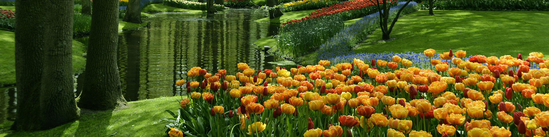 Delightful Holland and Dutch Bulbfields