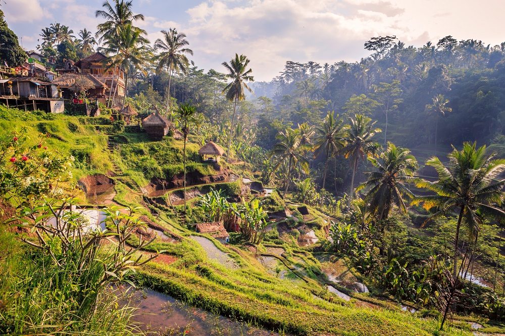 Bali Bliss 