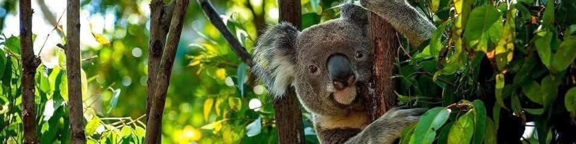 Australia Uncovered