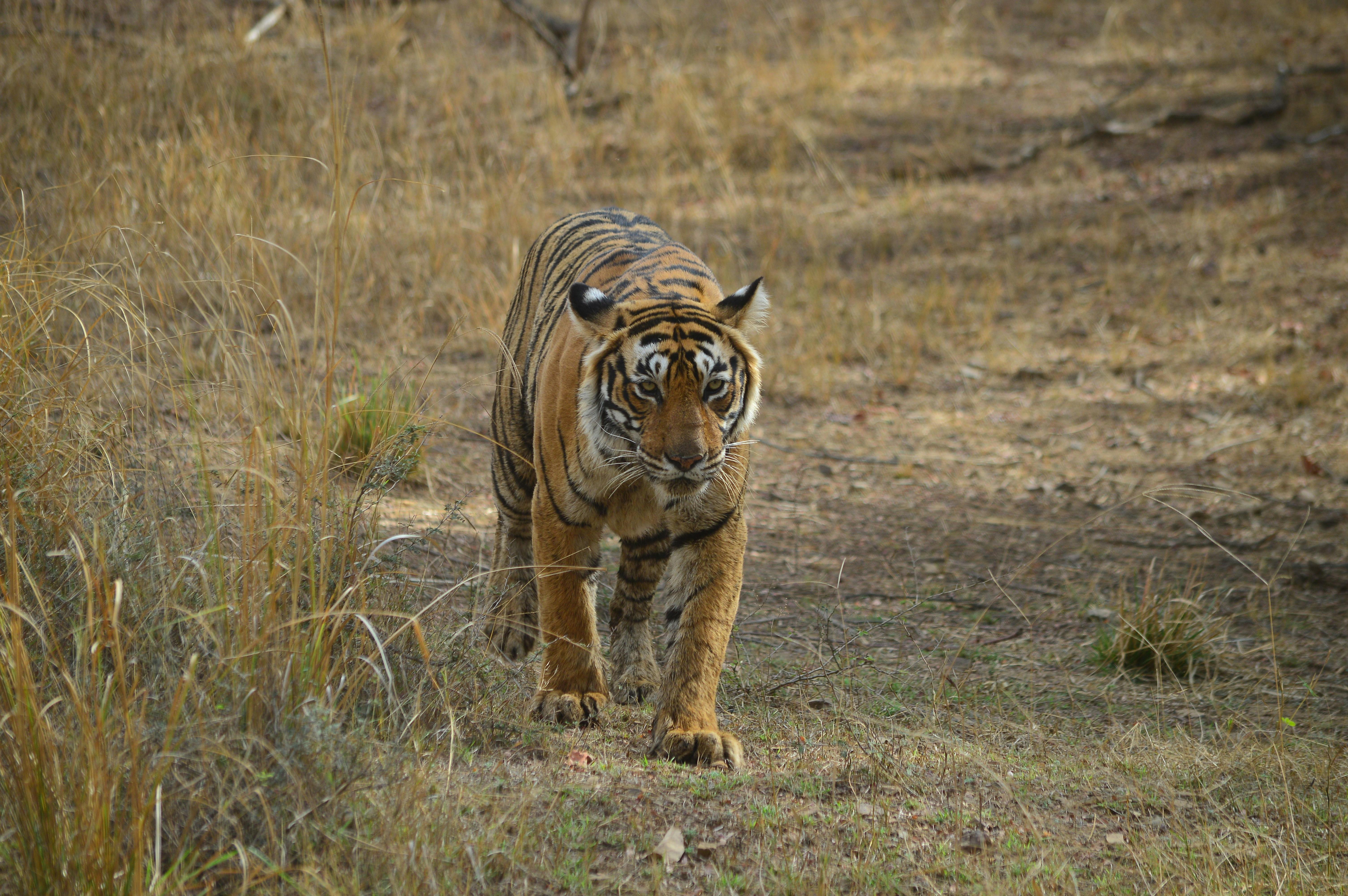 India - Tigers and the Taj Mahal - Tour