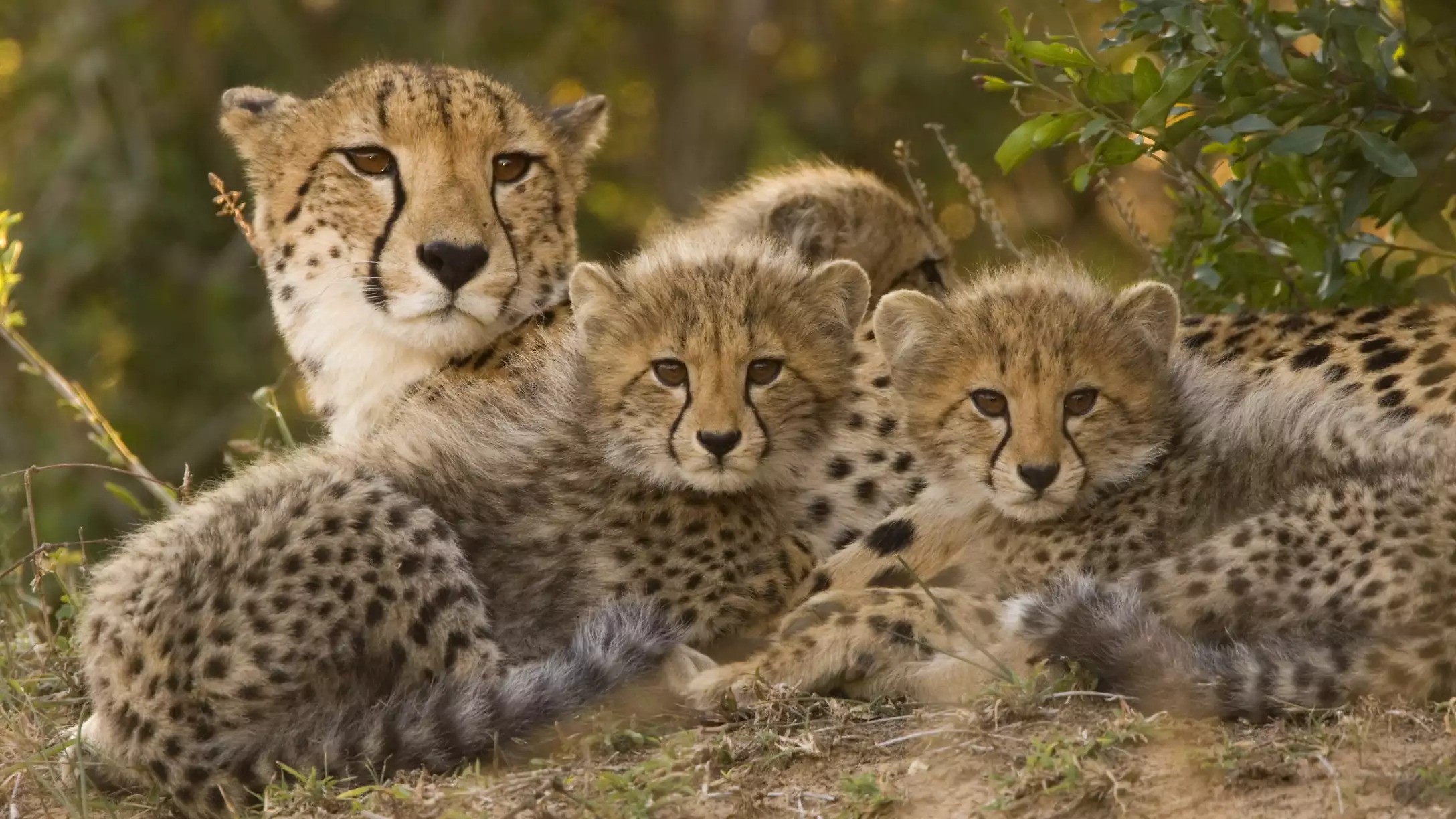 South Africa