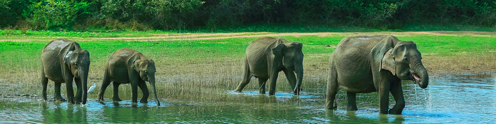 Sri Lanka Escorted Solo Tour